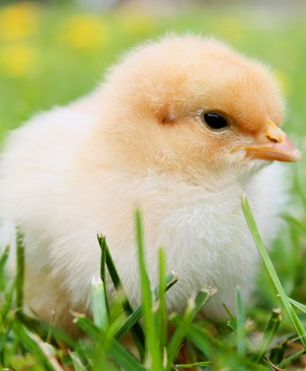 ¿Cuál es la realidad del uso de antibióticos en la producción avícola en la actualidad?