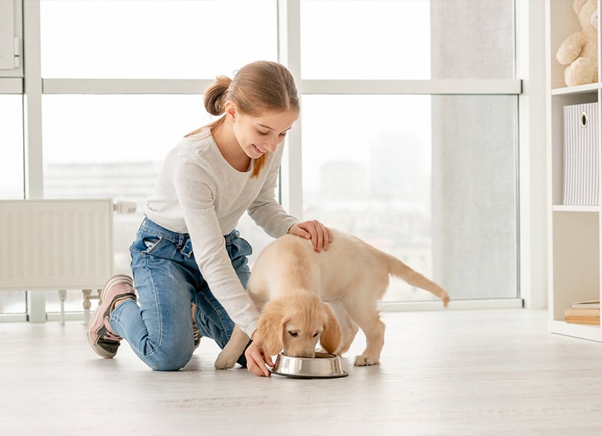 Nutrición canina: guía de nutrientes de alimentos para perros - VETIM |  Salud y Bienestar Animal