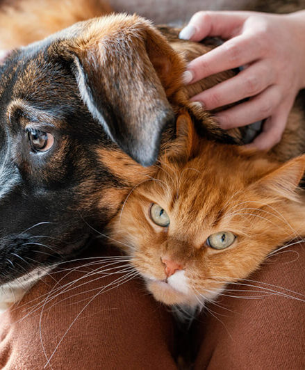 Viyo Recuperation, un gran avance en la recuperación de perros y gatos