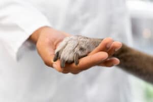 Mano de veterinario sostiene pata de perro