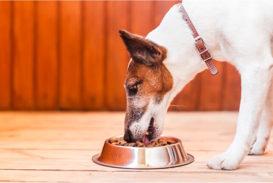 Salud y Nutrición de Mascotas